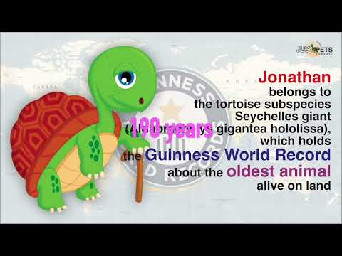 The most oldest turtle-Jonathan-190 years old. Guinness World record.