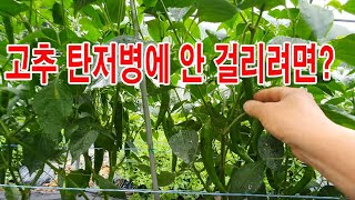 고추 탄저병에 안 걸리려면? 고추 병충해 방제, 고추 탄저병 발생 조건, 탄저병 막는 방법, 탄저병 예방법,…