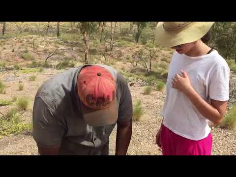 Bush Coconut......knowledge of bush foods in Australia