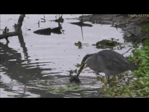 Safari Live : Green Backed Heron tries to eat a Weaver Chick Dec 09, 2017