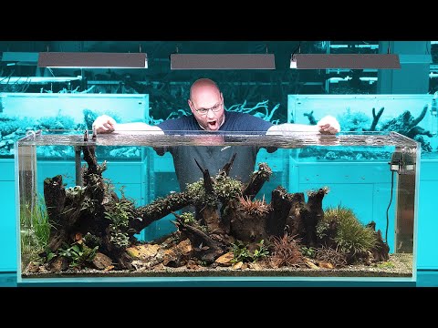 500 Liter Bucephalandra Aquarium - Borneo Biotop 🏝