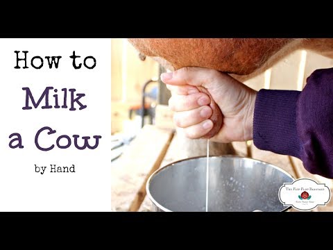 , title : 'Cara Memerah Susu Sapi Dengan Tangan (atau Kambing)'