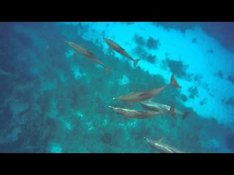 swimming with dolphins in Belize