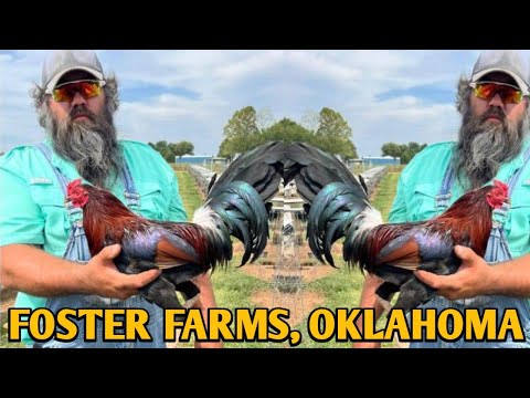 Original Foster Kelso - FOSTER FARMS - Oklahoma