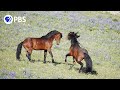 Wild Stallions Fight To Mate