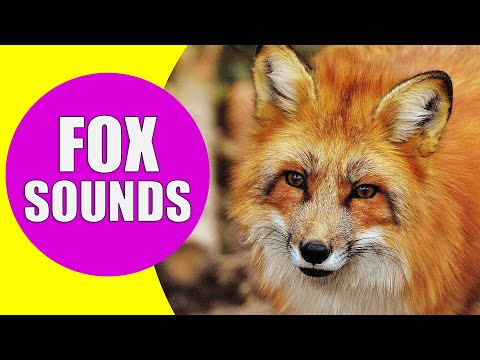 FOX SOUNDS | Real Sounds of Foxes Screaming, Barking and Laughing
