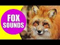 FOX SOUNDS Real Sounds Of Foxes Screaming Barking And Laughing