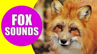 FOX SOUNDS  Real Sounds of Foxes Screaming Barking