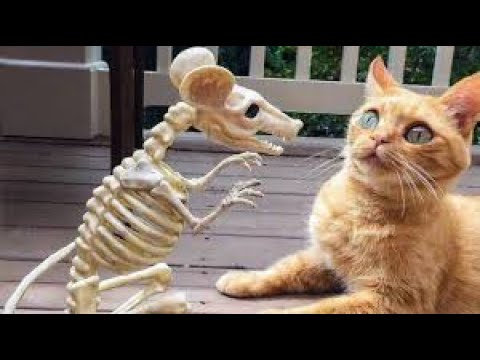 2020 July Funny Cute Tik Tok Animals Compilation