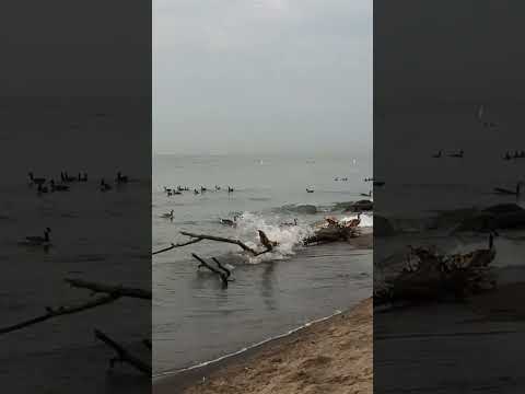 Playing Metal Detector at the beach