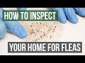 How to Inspect Your Home for Fleas (4 Easy Steps)