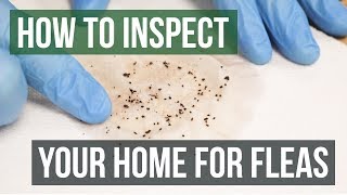 How to Inspect Your Home for Fleas (4 Easy Steps)