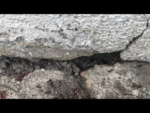 Over Seven Feet of Ants Found at the Back Door in Belmar, NJ