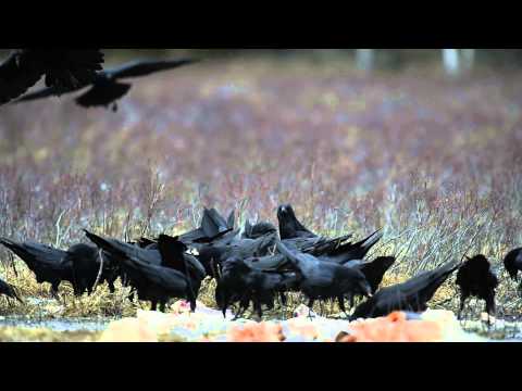 Common Ravens at a feeding site