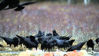 preview picture of video 'Common Ravens at a feeding site'