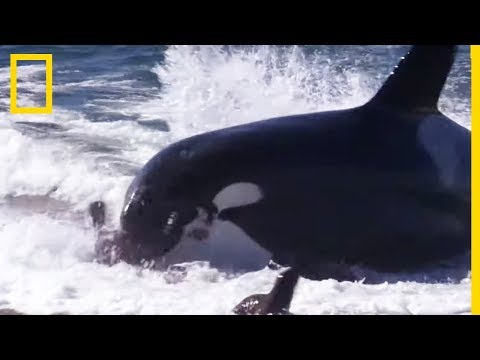 This orca attacks sea lions right on the beach