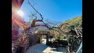 Phượt H&agrave; Giang: Gh&eacute; thăm nh&agrave; của Pao #short