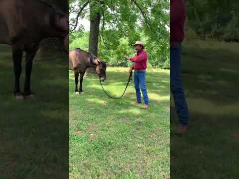 YouTube video about: How to hobble train a horse?