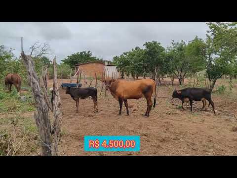 Vaca pra vender sítio Lagoa da melancia 🍉 Estrela de Alagoas. AL