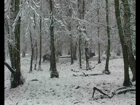 Rotte Wildschweine im Winterwald