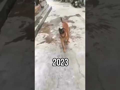 Legendary dog memes (Then vs Now) 🥹 #memes #shorts #legend #meme #dog