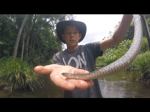 FRESH WATER SNAKE CAUGHT - BAREHANDED