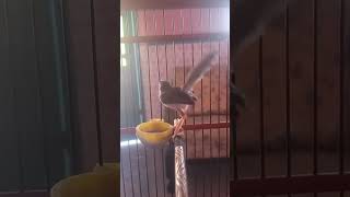 Download lagu prenjak sawah gacor dor ngebren panjang mp3