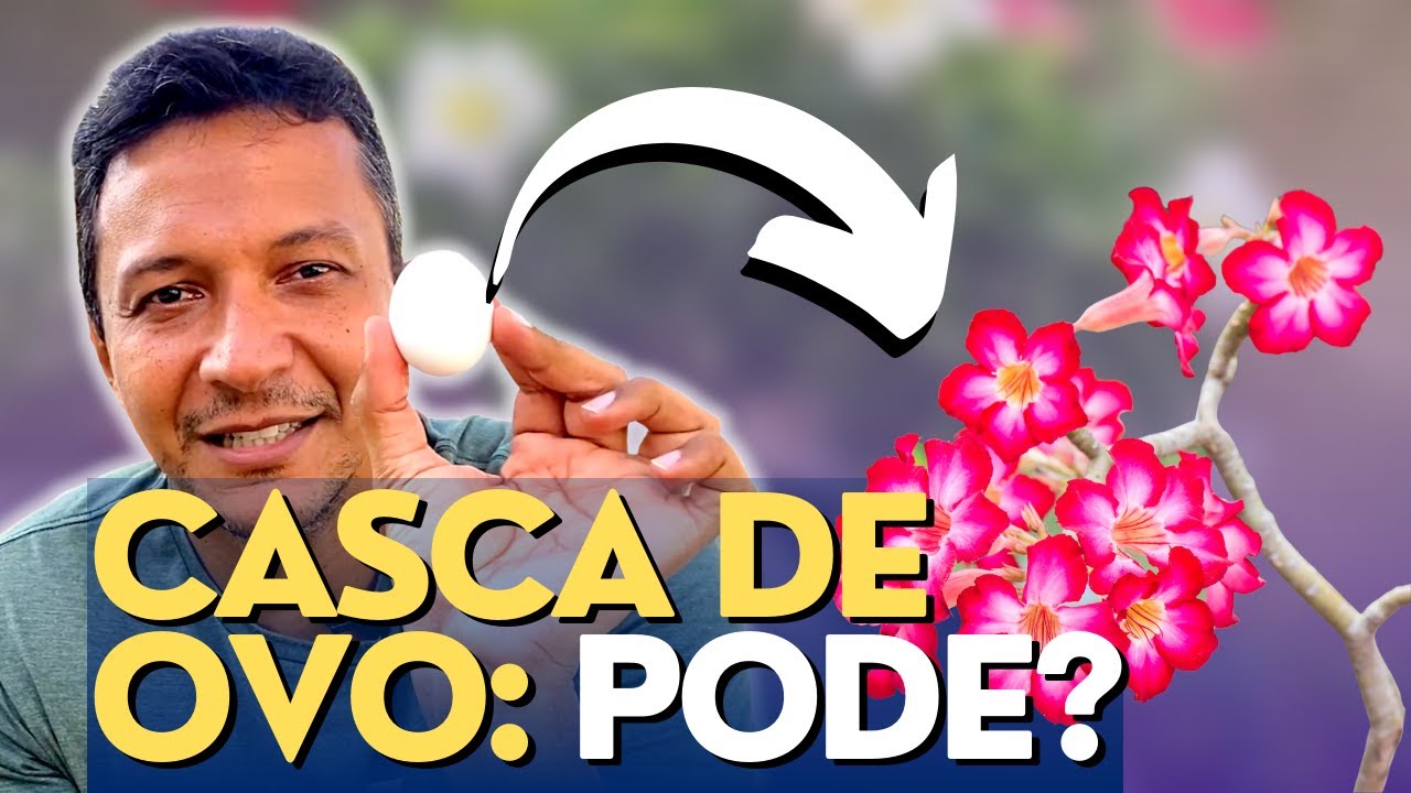 Casca de ovo como adubo para Rosas do Deserto: VERDADE ou MITO?