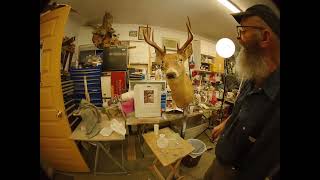 Restoring a 40-year-old deer mount: Part 4
