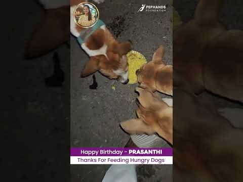 Happy Birthday Prasanthi 🎉 | Feeding Stray Dogs 🐶 #shorts #NGOIndia #straydogs #DonateFood #Charity