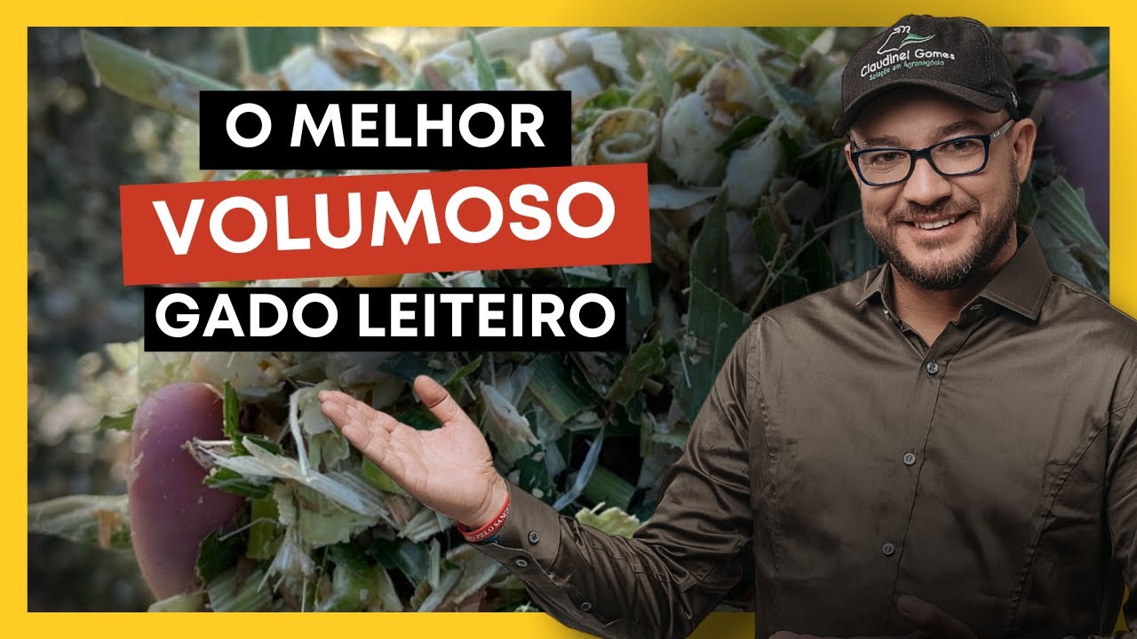 QUAL O MELHOR VOLUMOSO | Gado Leiteiro