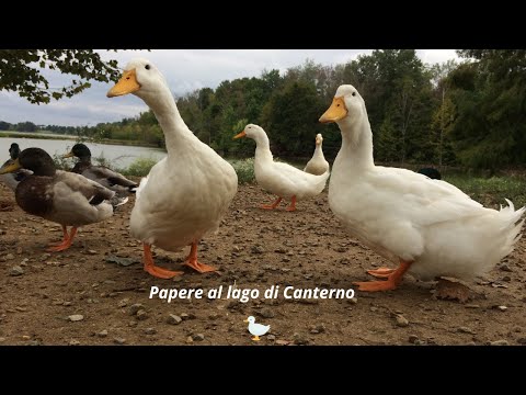 Le Papere del Lago di Canterno