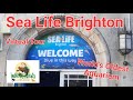 Sea Life Brighton | Virtual Tour | World's Oldest Aquarium #sealife #aquarium #virtualtour