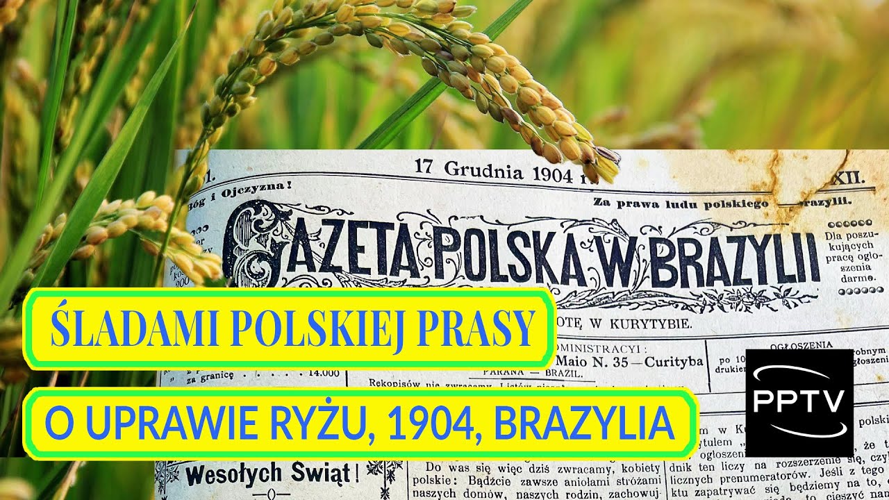 Śladami polskiej prasy w Brazylii – „O uprawie ryżu” z 1904 roku Śladami polskiej prasy w Brazylii – „O uprawie ryżu” z 1904 roku