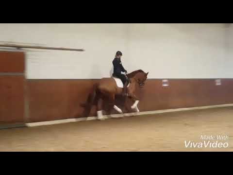 Hengst v Zack x Royal Hit x Landadel *2015