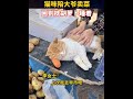 打工猫成招财猫，猫：大爷要是卖鱼的，我就不会睡着了！