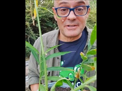HOW TO GROW GINGER IN A POT Planting ginger