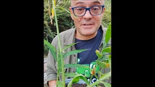 COME FAR NASCERE LO ZENZERO IN VASO piantare lo zenzero