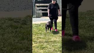 Video preview image #1 American Pit Bull Terrier-Unknown Mix Puppy For Sale in Sykesville, MD, USA
