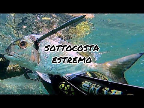 Spearfishing | EXTREME inshore