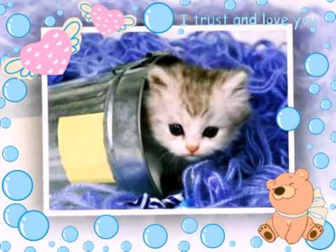 🌸Gatitos super tiernos!!!!🌸