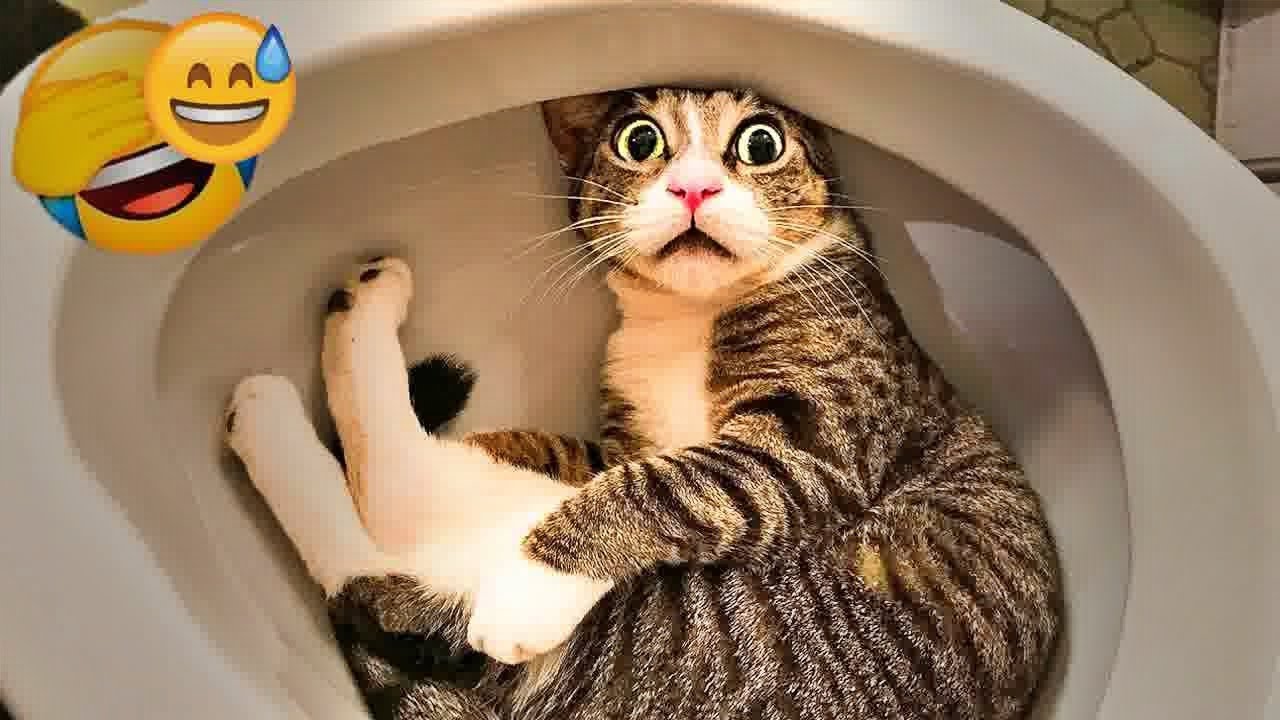 You Laugh You Lose😼🐶Funniest Dogs and Cats 2024😜