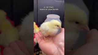 Download lagu Cara Memikat Anak Ayam Seperti Profesional 😎 #ayam #ayamperindu #mengerami #lucu #anak ayam #kata... mp3