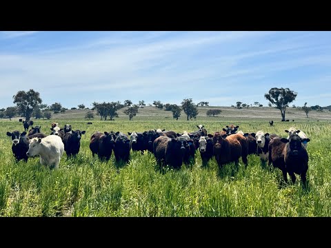 Address Withheld, Gunnedah, NSW 2380, 4 Kuwarto, 3 Banyo, Lifestyle Property