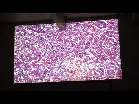Endocrino 1 - 05/10/2017 - Lab. Histologia Prof.a Percylene