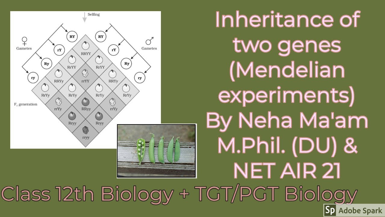 Inheritance of two genes #Class12thbiology #TGTPGTBiology