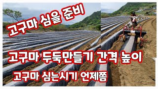 고구마 두둑만들기 트랙터로 골간격 두둑높이 심는시기 [고구마재배방법]