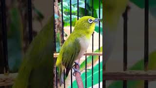 Download lagu Lasrol Kasar Pleci Montanus Pancingan PLeci Bahan #plecigacor #plecimonty mp3