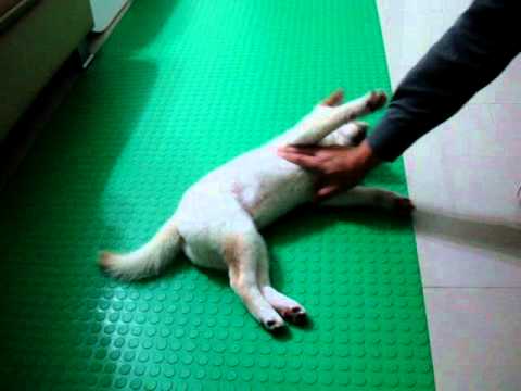 饅頭睡前遊戲(原發表者:JeffreyTsai)(影片)