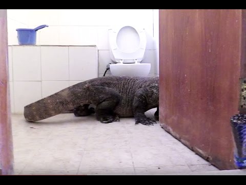 Komodo Dragon In Bathroom! | Planet Earth II